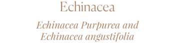 Echinacea Echinacea Purpurea and Echinacea angustifolia-1