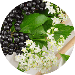 Elder Flowers and Elder Berries
