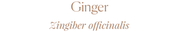 Ginger Zingiber officinalis